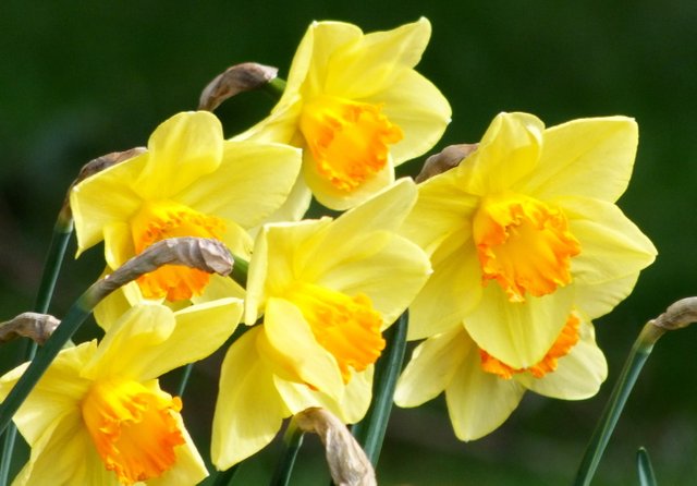 WLE0026Daffodils.jpg