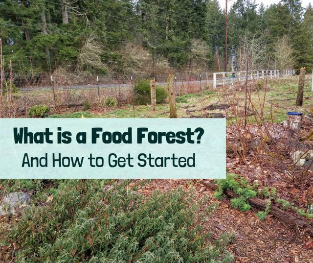 startfoodforestfeatured.jpg