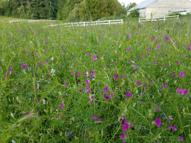 beautifulvetch.jpg