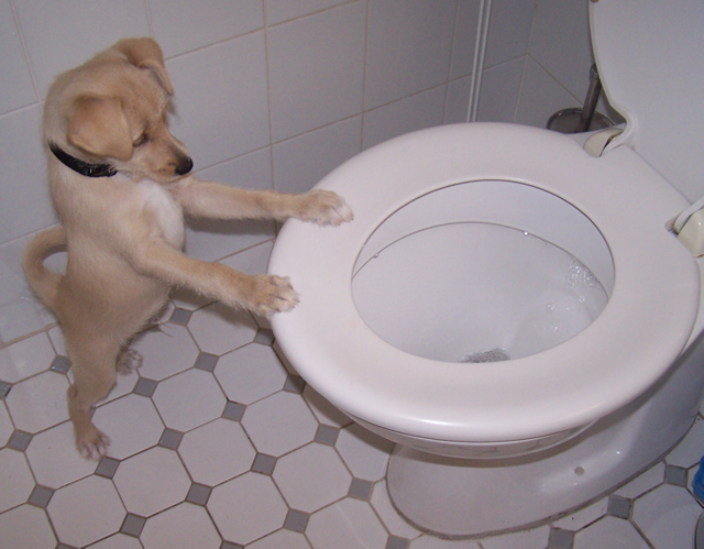 toilet training.png