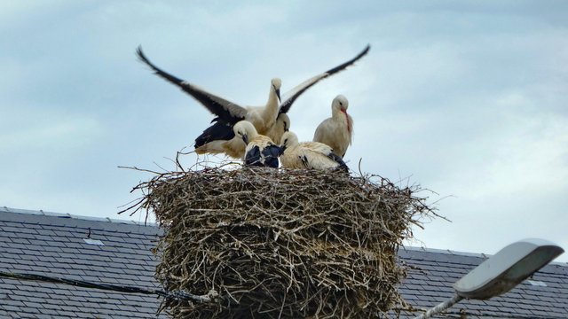 Storks of Berthelming