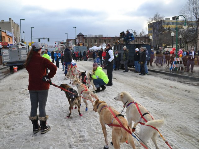 IDITAROD Trail Sled Dog Race // IDITAROD największy wyścig psich zaprzęgów