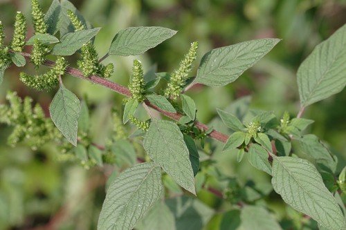 Amaranthus_hybridus_7782_500.jpg