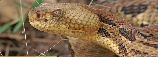 timberrattlesnake.jpg