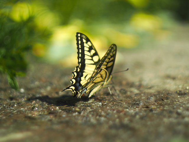 machaon 1.jpg