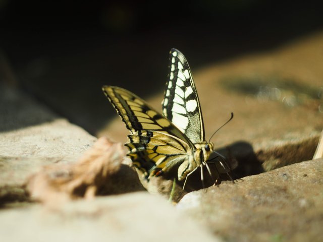 machaon 3.jpg