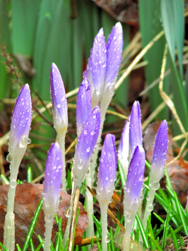 crocus4985570.jpg