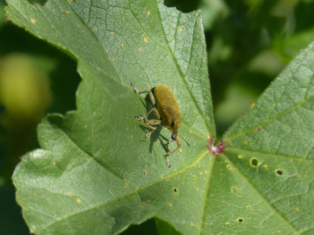 weevilsofthemauves4988284.jpg