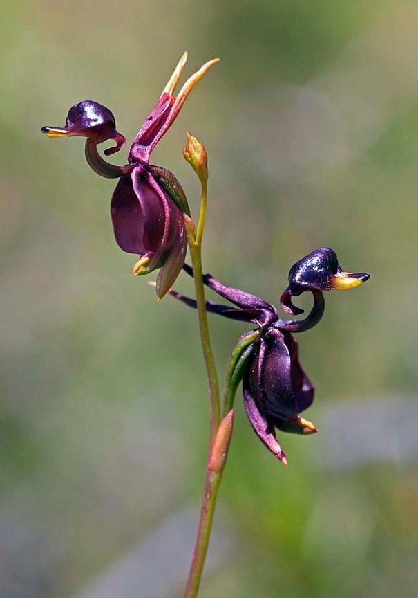 Flying Duck Orchid  Caleana Major .jpg