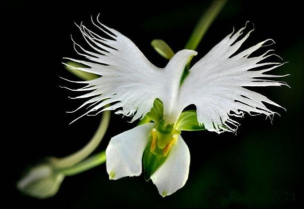 White Egret Orchid  Habenaria Radiata .jpg