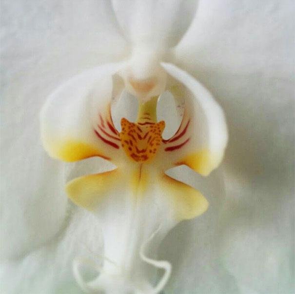 An orchid that looks remarkably like a tiger.jpg