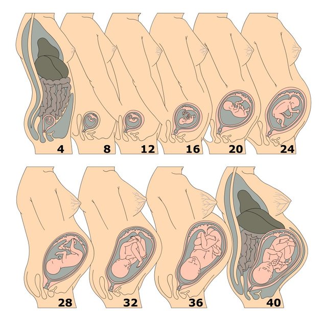  산모의 변비는 임신 중 복강 내부를 채우는 아기가 변의 움직임을 제한하면서 발생한다