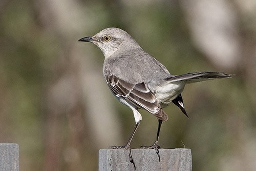 all about mockingbirds