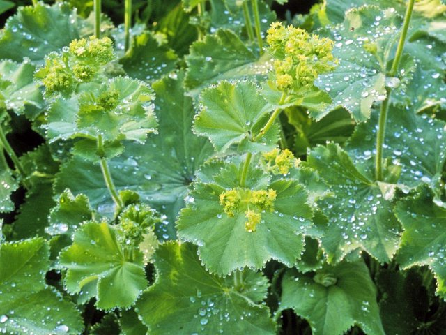 Alchemilla