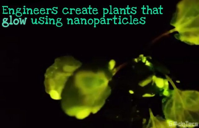 glowing plants - gadgtecs