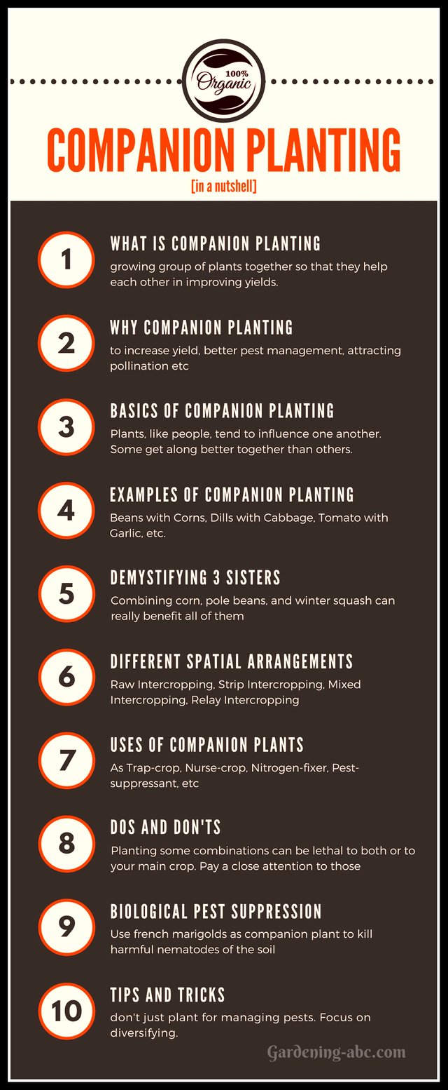 Companion Planting Basics Why Grow Plants Together Steemit - 