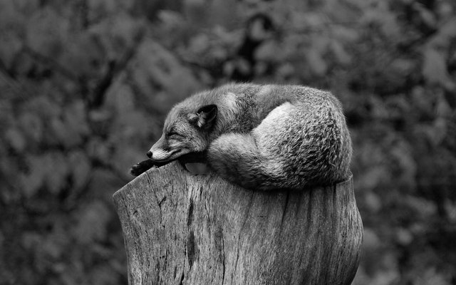 lazy