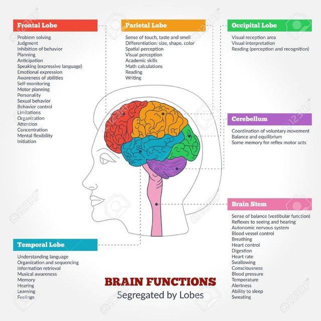 48647890-guide-to-the-human-brain-anatomy-and-human-brain-functions-segregated-by-lobes-brain-structure-infog.jpg