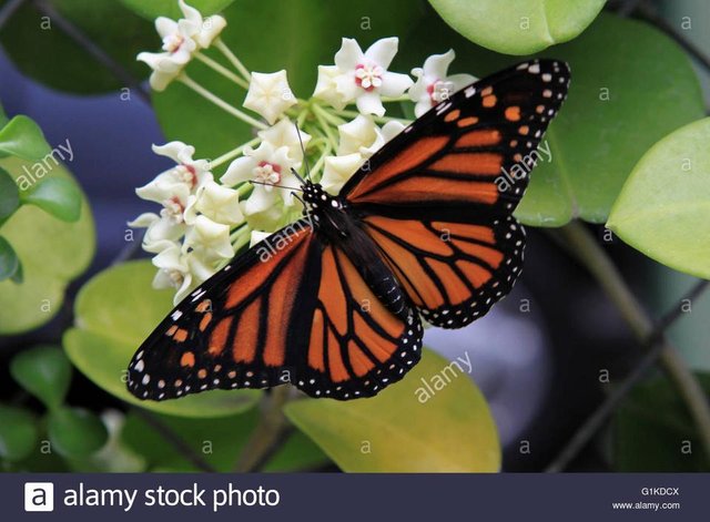 mariposa-monarca-en-la-hoya-flores-g1kdcx.jpg