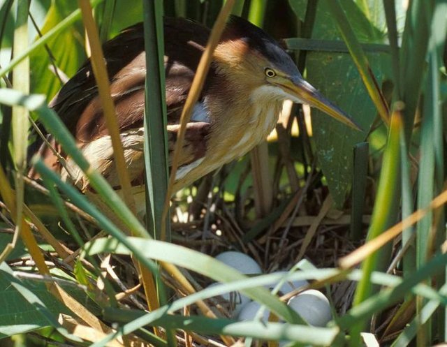 Least_Bittern_female_nest_eggs_2-24-16.jpg