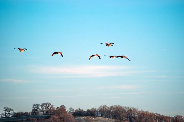 Fly Away- By Steve J Huggett.jpg