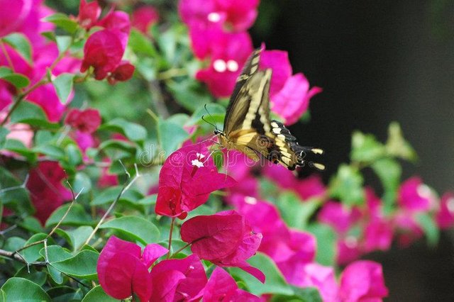 butterfly-bougainvillea-189861.jpg
