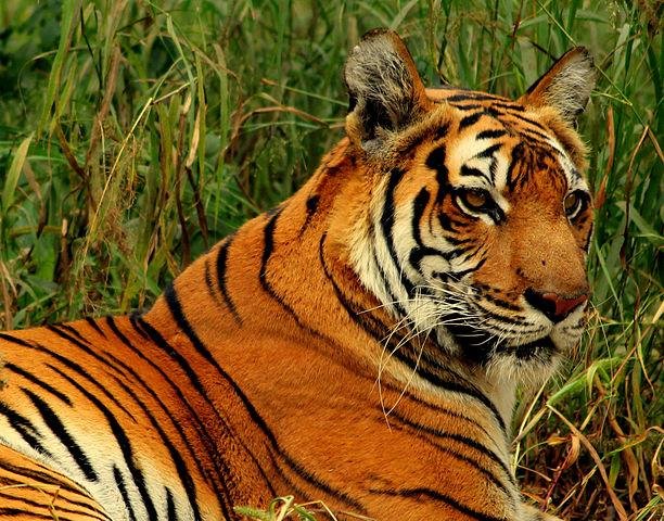 612px-Royal_Bengal_Tiger_at_New_Delhi.jpg