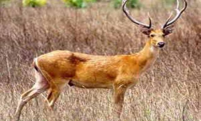 State animal of Uttar Pradesh-Swamp deer(Barasingha) — Steemit