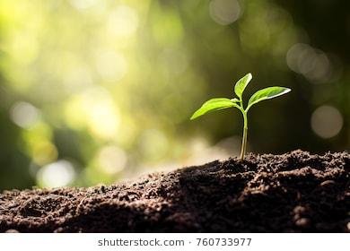 seedling-growing-rich-soil-morning-260nw-760733977.jpg