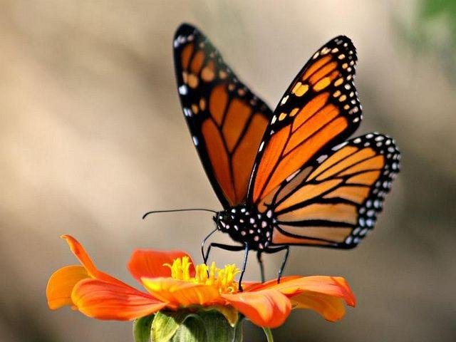 butterfly photo.jpg