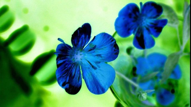 flower photo  (4).jpg