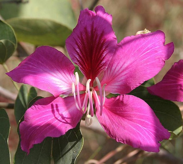 Bauhinia_variegata_(Kachnar)_in_Hyderabad,_AP_W_IMG_1463.jpg