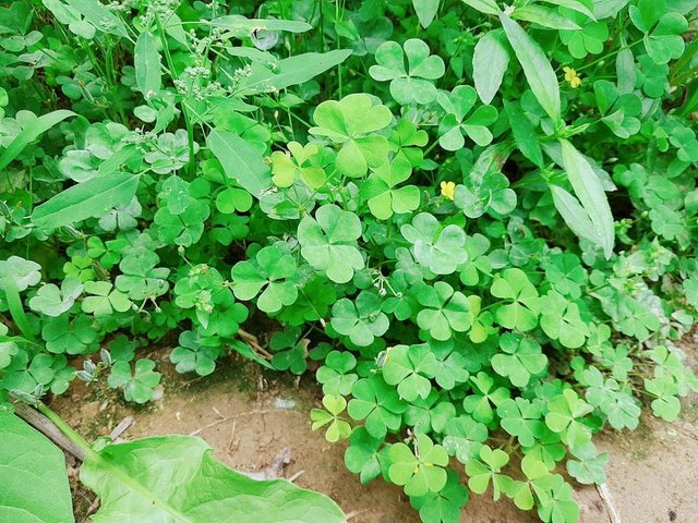 20180520_121146_248.jpg