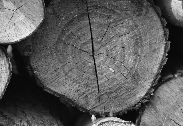 cut tree trunk bw 1.jpg