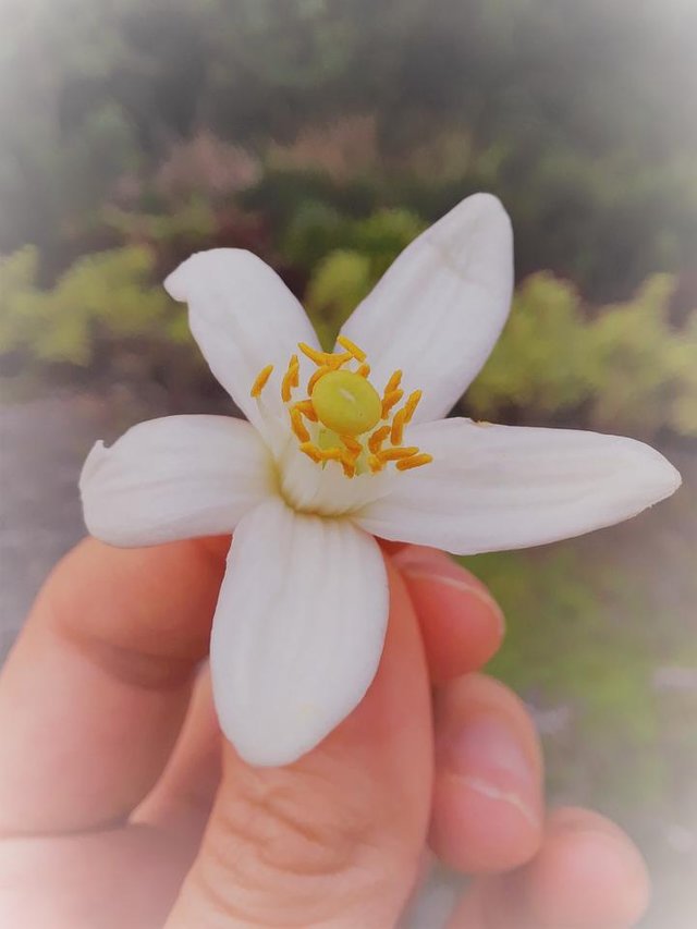 grapefruit flower hand 3.jpg