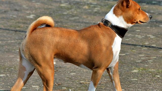 018131400_1514367230-Basenji_Profile__loosercrop_.jpg