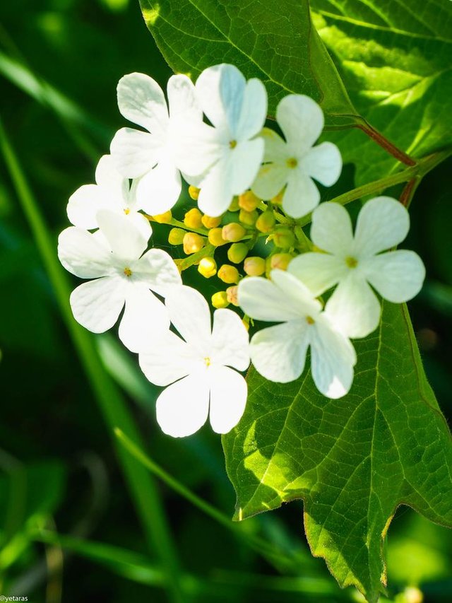 kalyna flowers 3.jpg