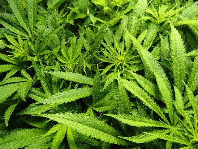 vegetative-cannabis.jpg