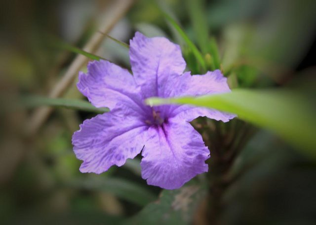 Ruellia tuberosa _1.jpeg