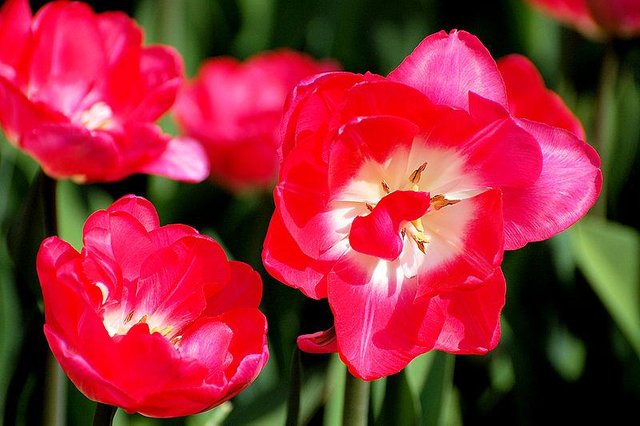Tulip_flower01.jpg