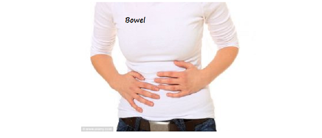 Bowel.png