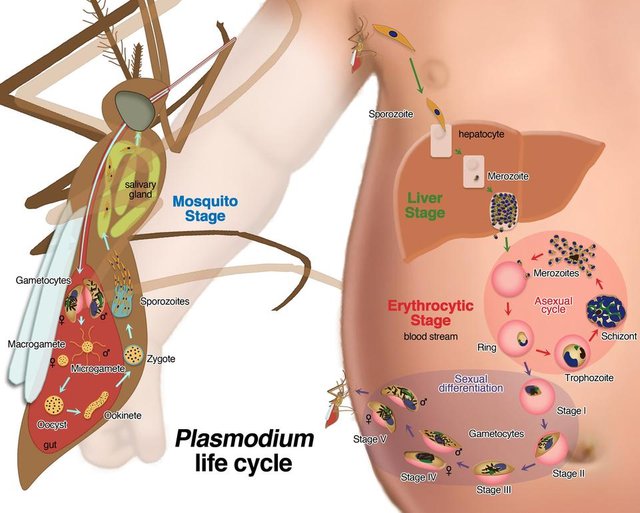 Falciparum-life-cycle-final.jpg