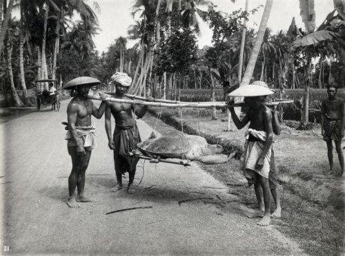 Penduduk dan Penyu Tangkapannya. Jawa, 1900. Onnes Kurkdjian-Vintage..jpg