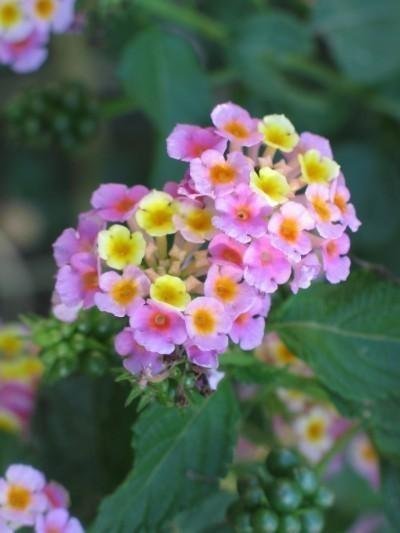 lantana-flower-400x533.jpg