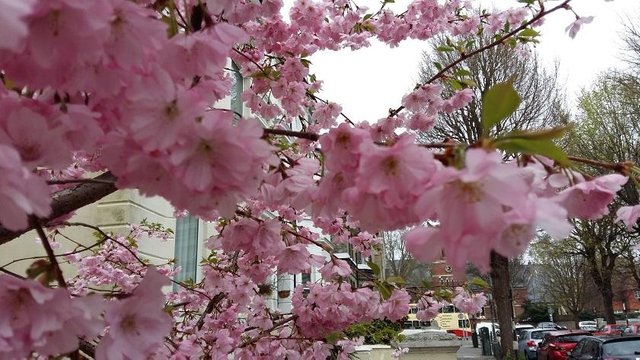 pink blossom