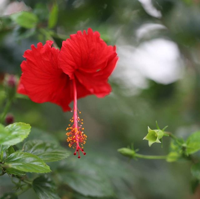 Bunga merah yang cerah.jpg