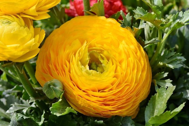 ranunculus-3319074_1280.jpg