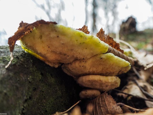 fungi on the spring forest 1.jpg