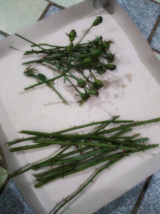 rosehips and rose cuttings