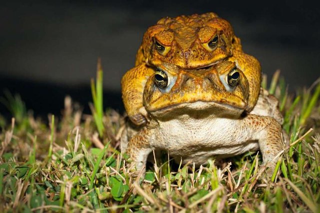 amphibians_cane_toad1-1030x686.jpg